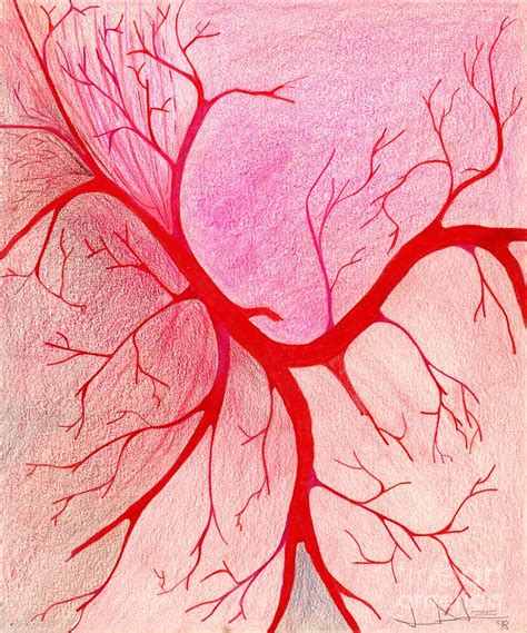 Veins Drawing