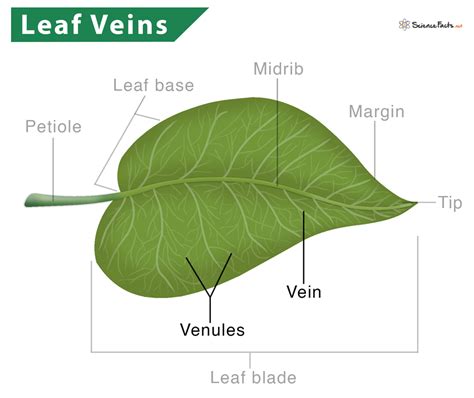 Veins of leaf in addition to acting as channels of transport of …