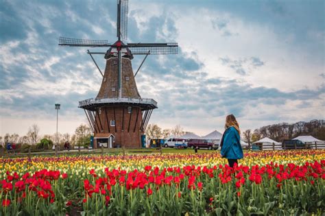 Veldheer tulip garden. GOOD MORNING, tulip time has started & the flowers are waiting for you here at Veldheer Tulip Gardens. More varieties planted for this season then ever, so start your day here on the north side... 