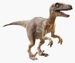 Velociraptor A History Just for Kids