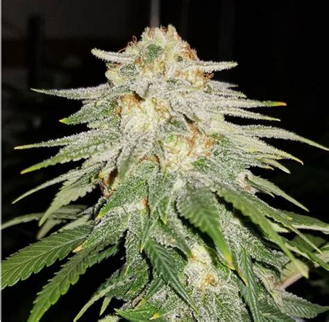 Velvet smooth strain. Flo, also known as "DJ Short Flo," is an award-winning hybrid marijuana strain. This #1 rated Cannabis Cup winner of 1996 is the love child of Purple Thai and an Afghani Indica, bred by Dutch ... 