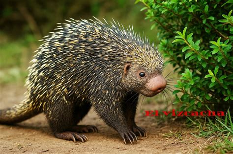 Ven3No Leaks 🍆 (SEX)