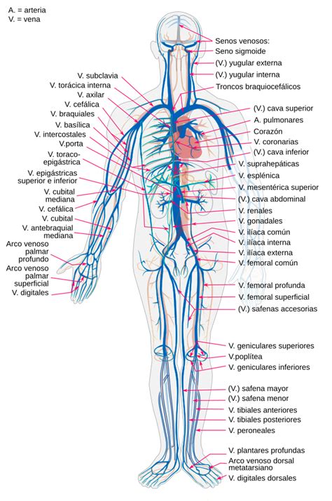 Venas pulmonares - Wikipedia, la enciclopedia libre