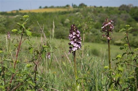 Veneto: nel Parco dei Colli Euganei, dove fioriscono le orchidee