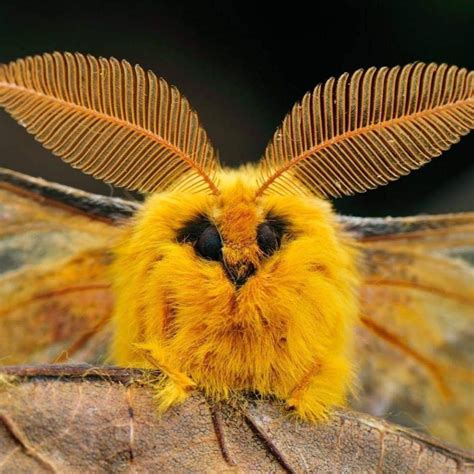Venezuelan poodle moth habitat. Things To Know About Venezuelan poodle moth habitat. 