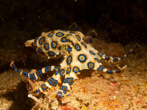 Venom blue ringed octopus. Blue-Ringed Octopus can be identified by their characteristic blue and black rings, and yellowish skin. When the Blue-Ringed Octopus is agitated, the brown patches darken dramatically, iridescent blue rings, or clumps of rings, appear and pulsate within the maculae. Typically, 50–60 blue rings cover the dorsal and lateral surfaces of the mantle. 