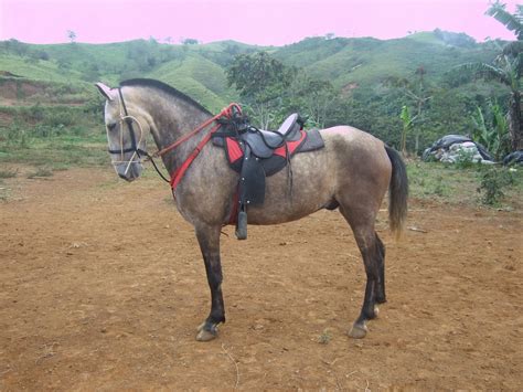 Venta de caballos nicaragua. VENTA DE CABALLOS NICARAGUA - Facebook 
