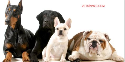 Venta de perros cerca de mi. Casa Heim es una organización dedicada al rescate de animales en situación de calle, así como la concientización acerca de esterilización y cuidados. ... ADOPTA AQUÍ A TU NUEVO MEJOR AMIGO. ... Mira los perros y gatos que tenemos en adopción. IR A LA SECCIÓN ¿Tienes alguna duda? escríbenos. CONTÁCTANOS. Correo: ... 