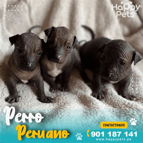 Venta de perros en ensenada. .  ...