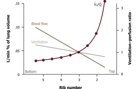 Ventilation and Perfusion – Pulmonary Physiology for Pre-Clinical …