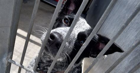 Ventura animal shelter. Earlier this month, the shelter adopted out Misty, who was brought to Ventura County Animal Services just two months after the shelter went no-kill. “She was part of the first group of dogs that ... 