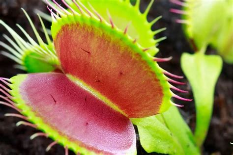 Venus fly trap care. Things To Know About Venus fly trap care. 