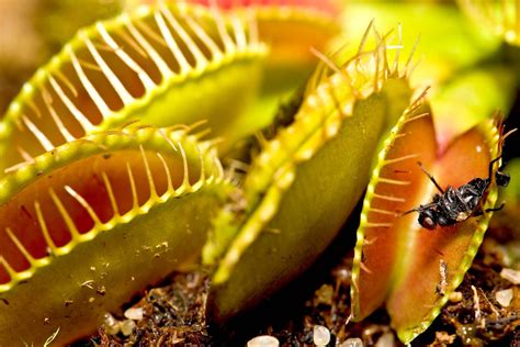 The key to successfully caring for a <b>Venus flytrap</b> begins with creating the right conditions. . Venusflyytrapp
