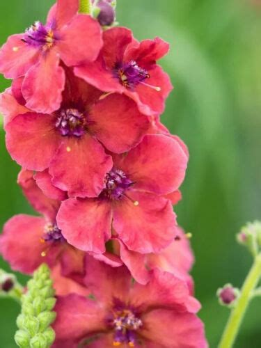 Verbascum phoenicum Rosetta summer cottage patio perennial …