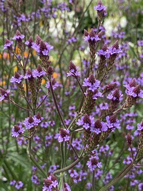 Verbena macdougalii