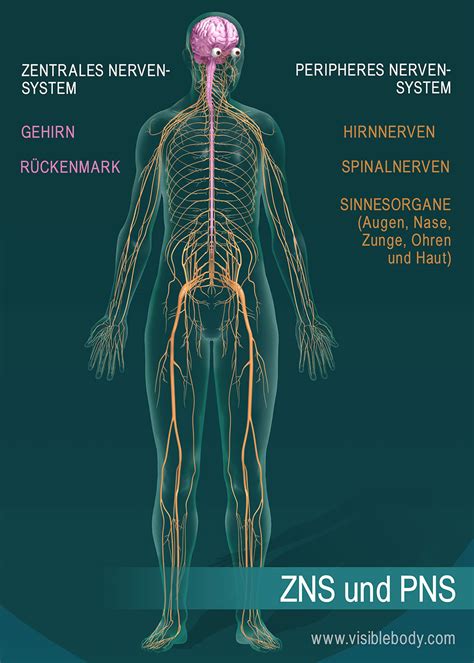 Vergleichende anatomie des nerven systems der wirbeltiere und des menschen. - First thousand words in french usborne first thousand words.