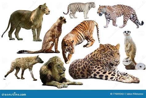 Verhaltensleitfaden für afrikanische säugetiere, einschließlich hufsäugetiere, fleischfresser. - La mission lyonnaise d'exploration commerciale en chine..
