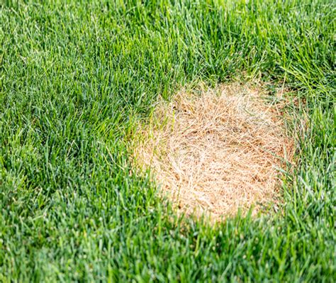 Vermin On Lawns Tips On Controlling Insects In Grass - Luxury …