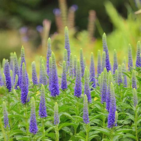 Veronica Seeds - Spike Speedwell Flower Seed - Outsidepride