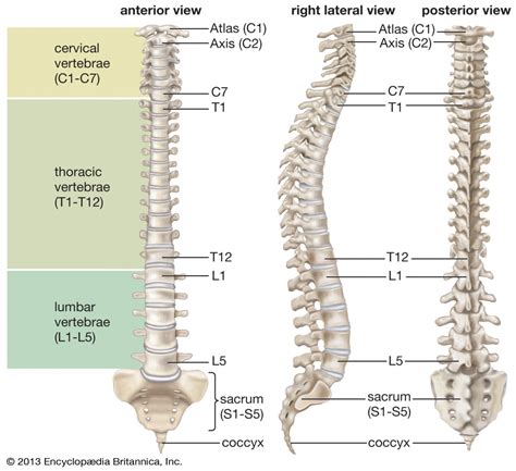 Vertabrae. The lumbo-sacral spine includes: Lumbar vertebrae: Numbered L1 through L5, these odd-shaped vertebrae signal the end of the typical bones of the spinal column. Sacrum: This triangle-shaped bone is ... 
