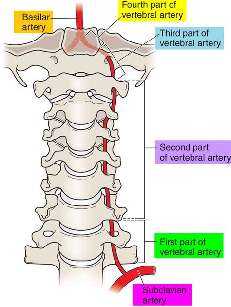 Vertebral artery dissection specialists.  Figure 7.  These bones are s...