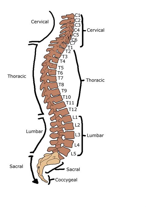 Vertebral column - Wikipedia