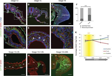 Vertebrate Limb Bud Formation Is Initiated by Localized ... - Science