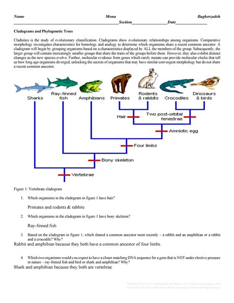 Vertebrate Phylogeny Worksheet KEY