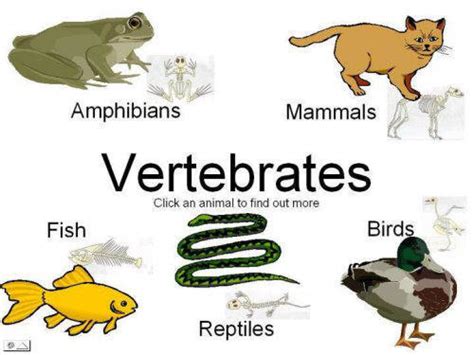 Vertebrates 1 Flashcards Quizlet