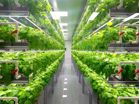 Vertical farming etf. The strawberries will appear at other retailers and restaurants later in the spring, the company said. Each pack comes at a lofty price — $14.99 for 8 ounces. Yet Bowery said it wants to scale ... 