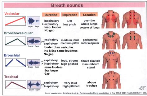 Vesicular breath sounds. Things To Know About Vesicular breath sounds. 