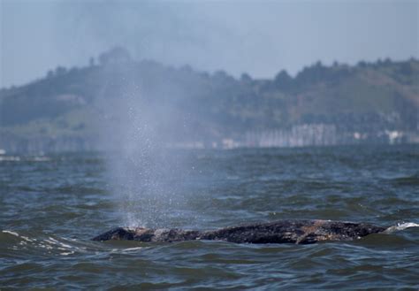 Vessel strike, malnutrition likely killed whale that spent 75 days in San Francisco Bay