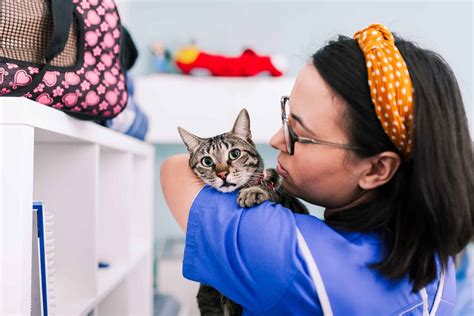 101 Veterinary Assistant jobs available in San Jose, CA on Indeed.com. Apply to Veterinary Assistant, Veterinary Technician, Internal Medicine Physician and more! . 