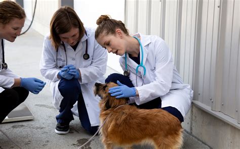 Vet schools in kansas. Full accreditation from the American Veterinary Medical Association (AVMA). Clinical externships through a private practice near your home or Penn Foster College’s partner VCA Animal Hospitals. Gain hands-on experience alongside licensed veterinarians and credentialed veterinary technicians. Call 1-800-851-1819 today. 