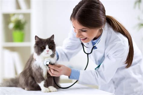 Vet with cat. Find Veterinarian Cat stock images in HD and millions of other royalty-free stock photos, illustrations and vectors in the Shutterstock collection. Thousands of new, high-quality pictures added every day. 