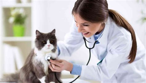 VetBloom Veterinary Assistant Apprenticeship Program — MedCerts