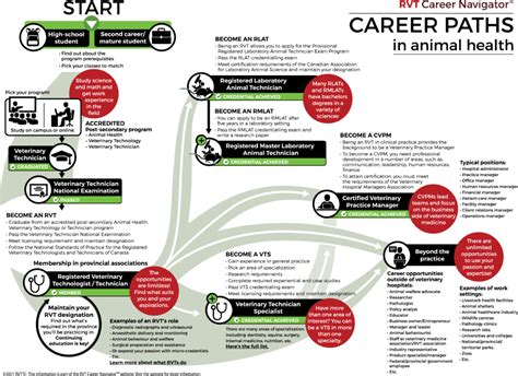 Veterinarian Career Path