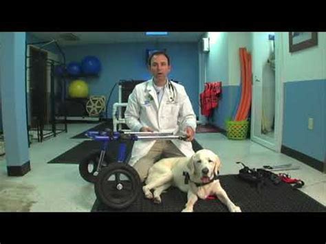 Veterinarian Demonstrates how to put a Walkin