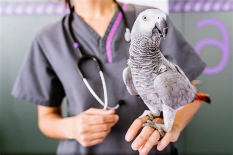 Veterinarian With Bird