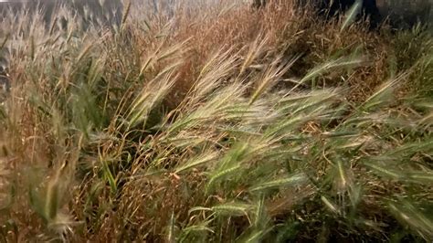Veterinarian explains why pet owners should beware of foxtail grass