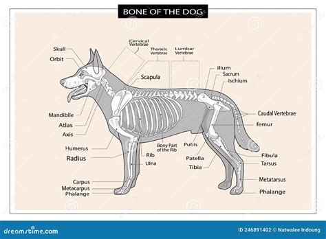 Veterinary Anatomy Printable Bones