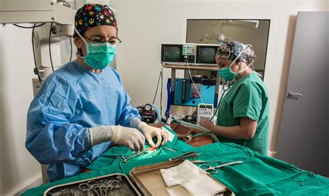 Veterinary Anesthesia Monitoring Cheat Sheet and FAQs