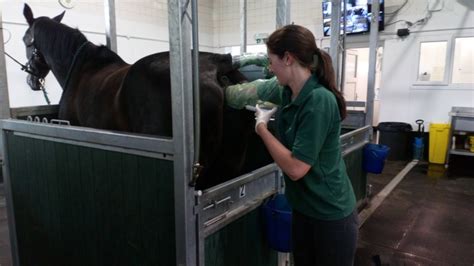Veterinary Equine Reproductive Ultrasound Course Twemlows