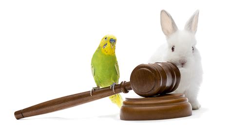 Veterinary Law & Common Law - Video & Lesson Transcript