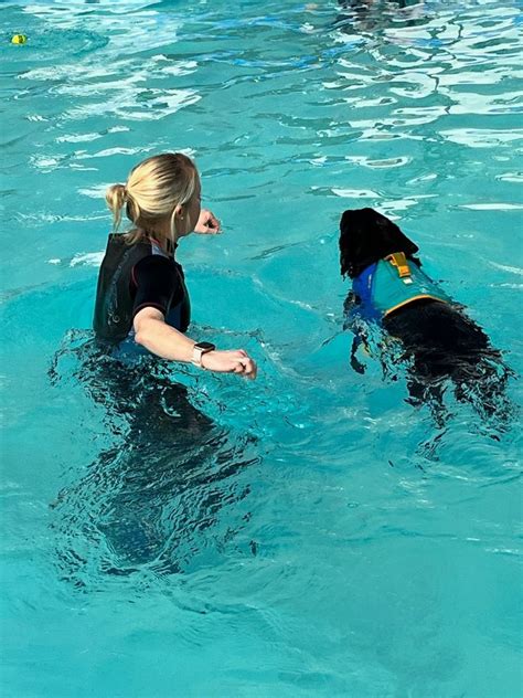 Veterinary Rehabilitation and Hydrotherapy Referrals