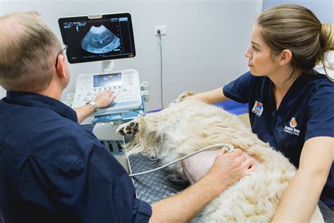 Veterinary Ultrasound Training Online Online Course