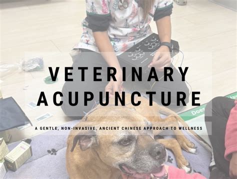 Veterinary acupuncture course.  One site, one solution for educating the entire veterinary ...