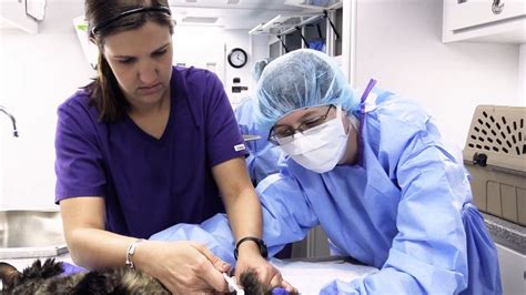 MANHATTAN — For the second year in a row, the College of Veterinary