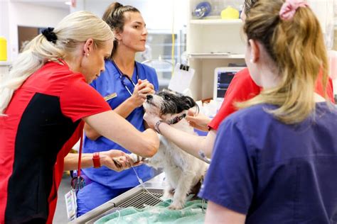 Veterinary emergency. Things To Know About Veterinary emergency. 