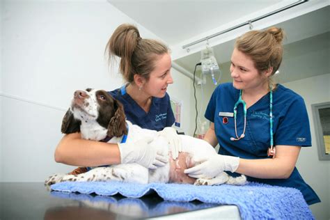 Veterinary nurse